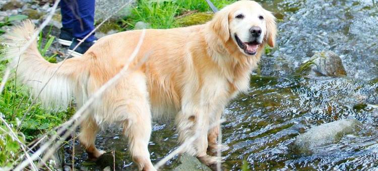高山汪汪乐园酒店(Takayama Wan Wan Paradise Hotel & Cottage)图片