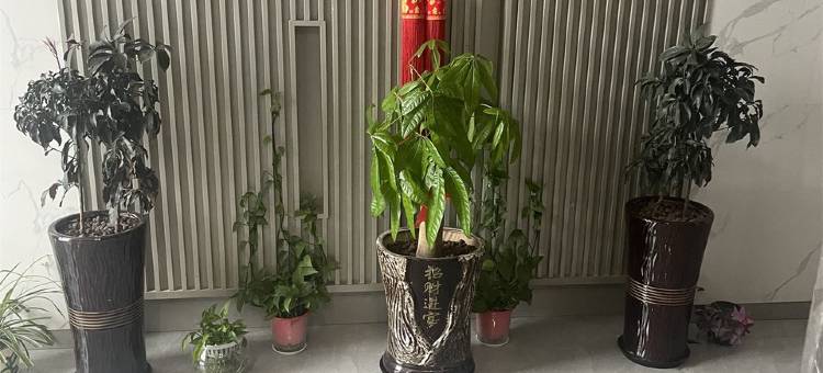 小y阿姨公寓(机场大道分店)图片