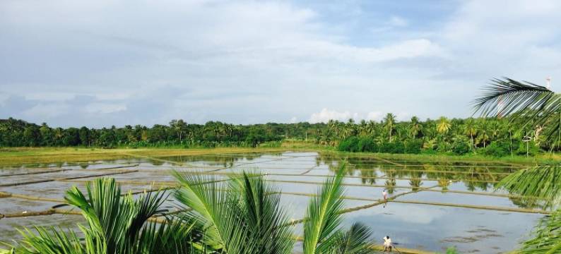 帕迪之家别墅酒店(Rice Field View Home Stay)图片