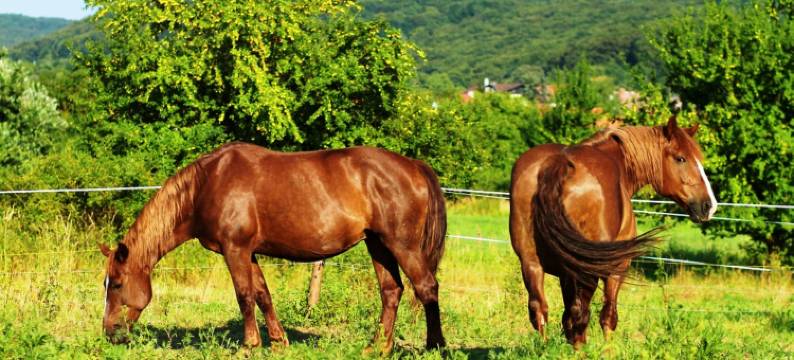 伊维卡别墅公寓(Spa & Pool Apartments Prestige Villa Ivica)图片