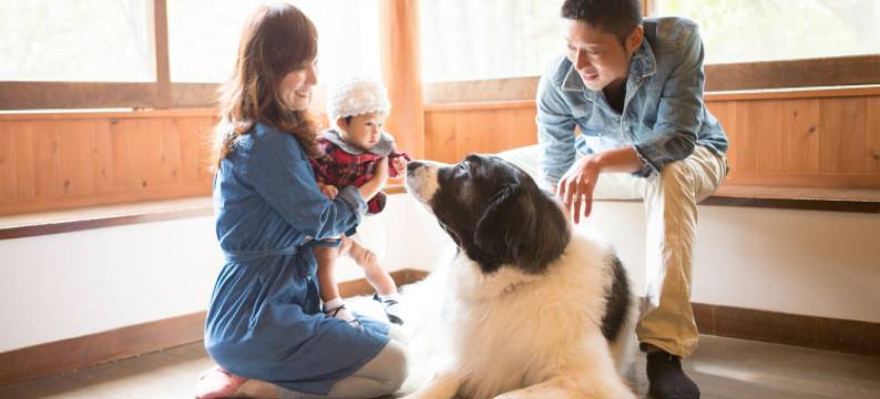 WAN WAN 宠物度假天堂 蓼科(Wan Wan Paradise Tateshina)图片