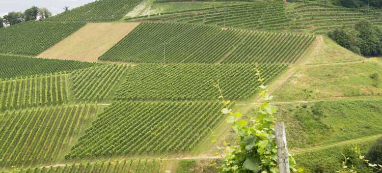 奥芬堡展览广场美居酒店(Mercure Hotel Offenburg am Messeplatz)图片