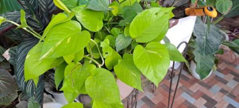 达林达斯民宿(Dalindas Homestay)图片