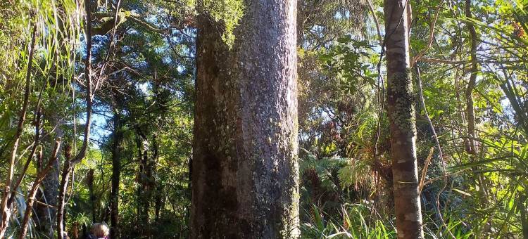 怀塔科里水疗度假酒店(Waitakere Resort & Spa)图片