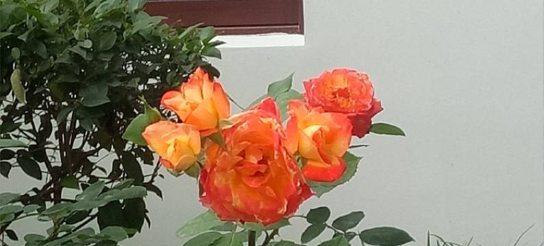 金汤白云山庄特色民宿(禅茶绿道分店)图片