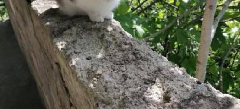 House in the Forest图片