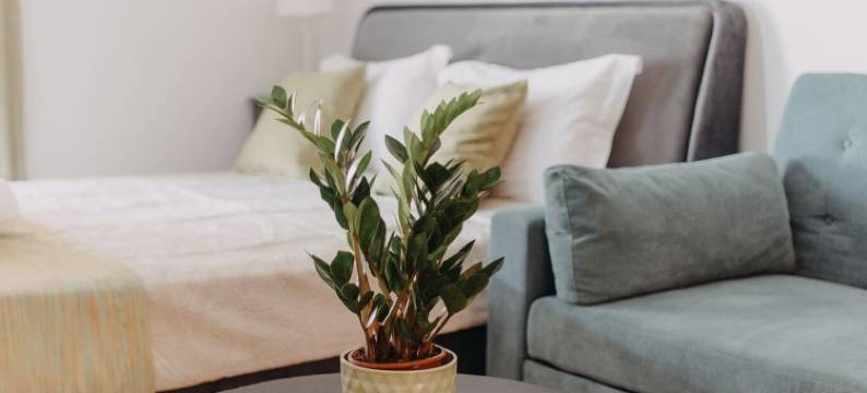 Best House, Nirvana II, Patra图片