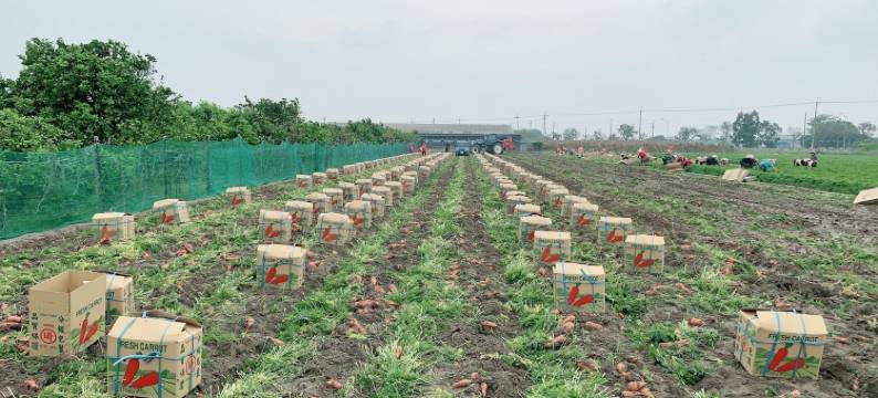 台南后营四号民宿图片