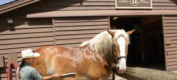 迪士尼堡垒荒野度假村小屋(The Cabins at Disney's Fort Wilderness Resort)图片