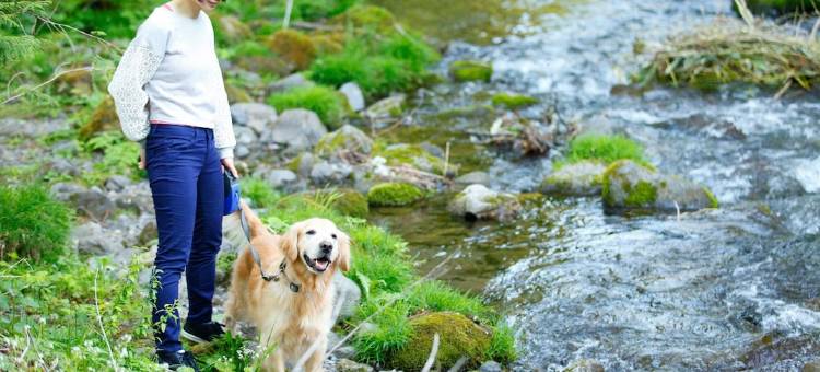 高山汪汪乐园酒店(Takayama Wan Wan Paradise Hotel & Cottage)图片