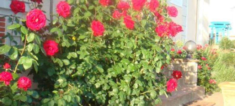 Villa Chanelle图片