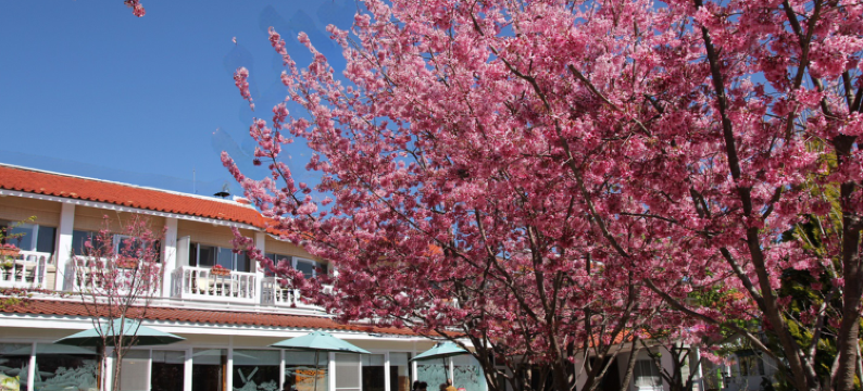 南投清境农场国民宾馆图片