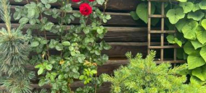 Malinowa Chatka图片