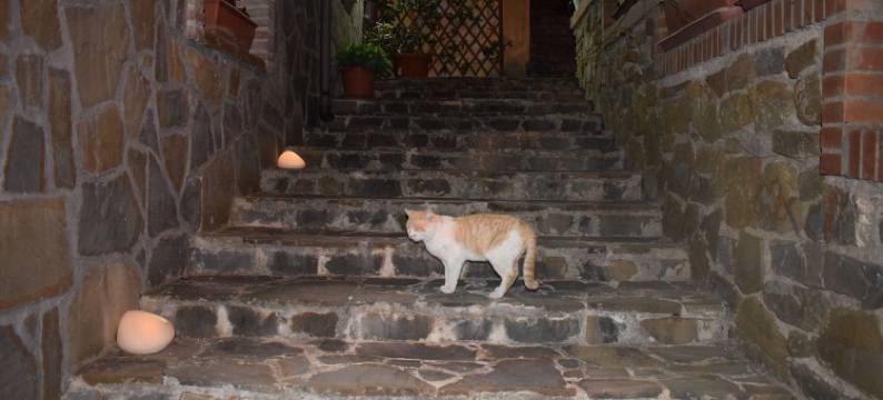 拉维奇雅塔韦尔纳家庭旅馆(La Vecchia Taverna B&B)图片