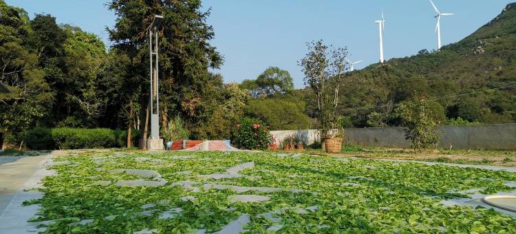 茶缘素舍客栈图片