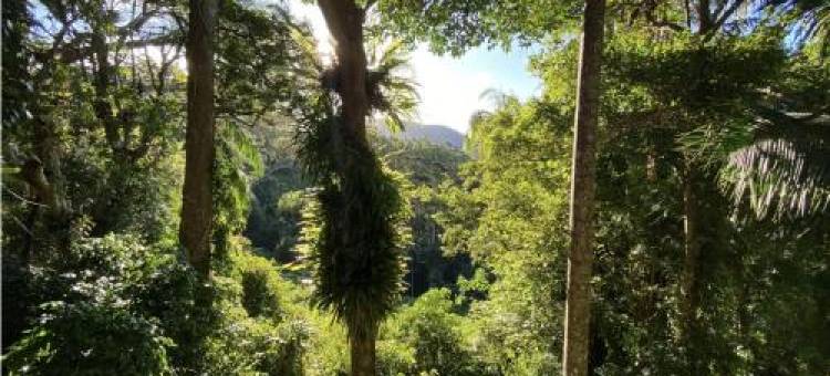 Currumbin雨林树屋(Currumbin Rainforest Treehouse)图片