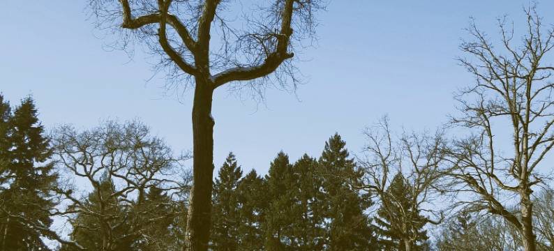 杜里酒店(Hostellerie du Lys)图片