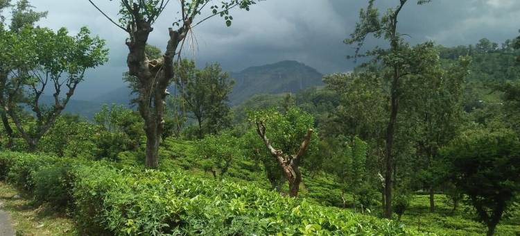 艾拉露营度假村(Ella Camping Resort)图片