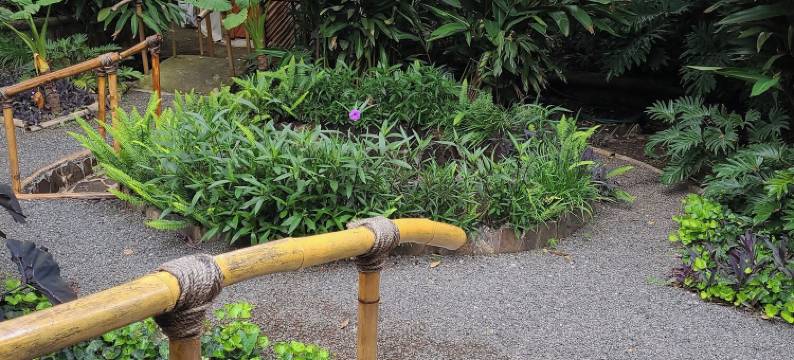 Nido Ecoluxury 梦幻树屋 - 树之家(Nido Ecoluxury Treehouse - Casa de Arbol)图片