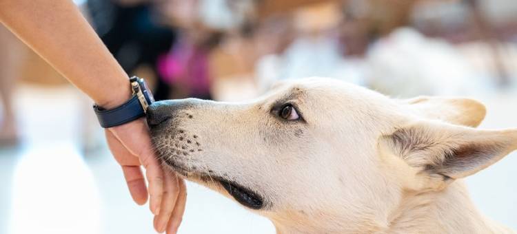 吉住安然︎·设计师度假别院(安吉和乐山谷店)图片