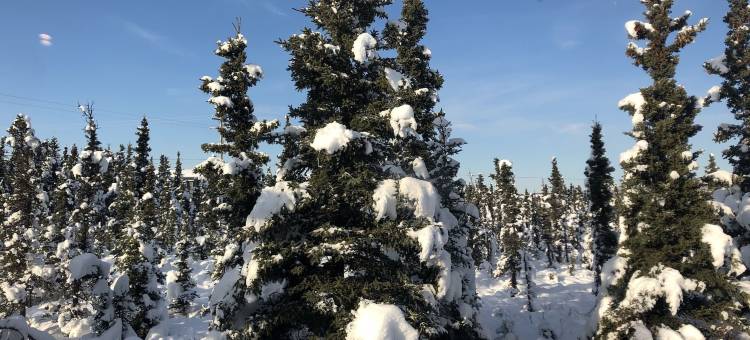 德纳里欧若拉汽车旅馆(Aurora Denali Lodge)图片