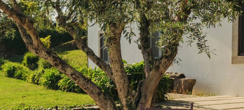 曼诺之家塞莱罗斯(The Manor House Celeirós)图片