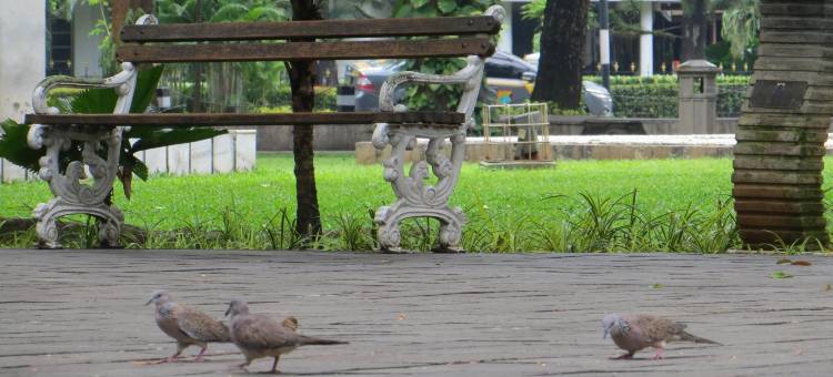 宜必思雅加达拉登萨利赫酒店(Ibis Jakarta Raden Saleh)图片