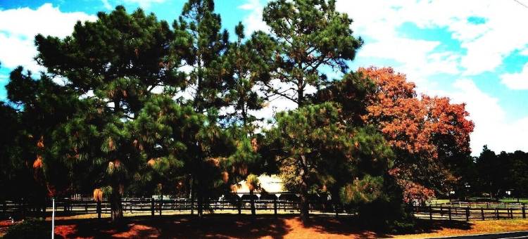坦格伍德农场-狐狸窝套房马场内1卧1卫私人公寓(Tanglewood Farm - Fox Den Suite 1 Br/1BA Private Apartment on Horse Farm)图片