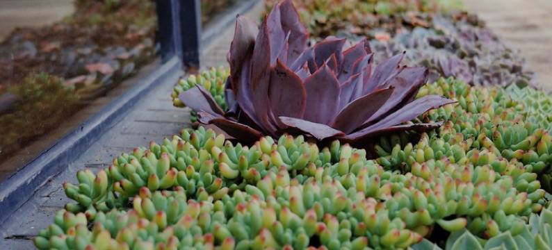 东东和笑笑在大理度假别墅图片