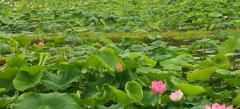 上杭达愿朵民宿图片
