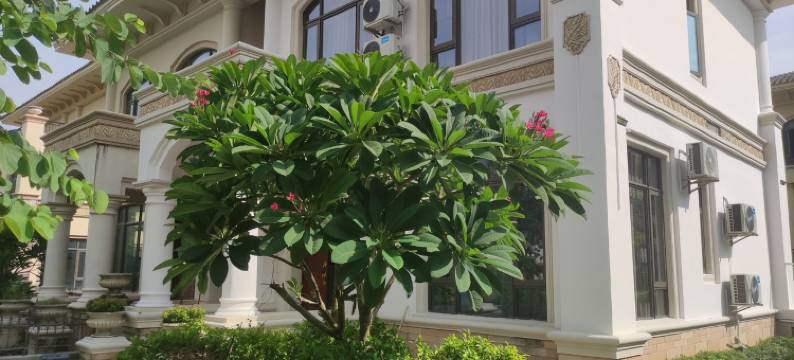 中式别墅(敏捷大道1号分店)图片