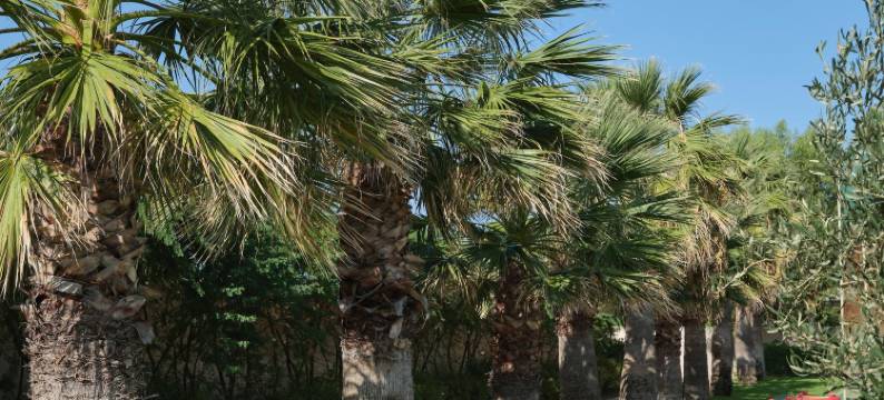 埃斯佩罗斯宫殿度假村及水疗中心(Esperos Palace Resort)图片