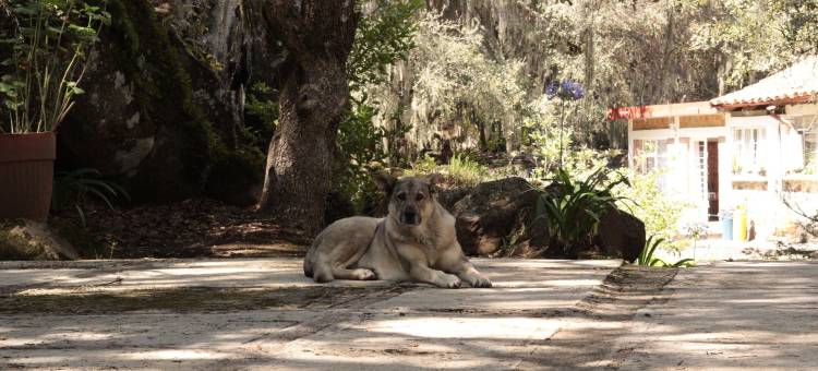 别墅林蒙小屋(Bungalows Villa Limon)图片
