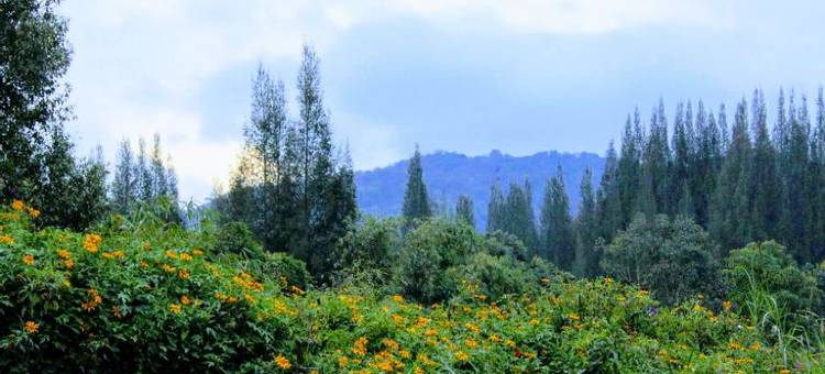 贝拉斯塔基高地别墅(Villa Berastagi Highland)图片