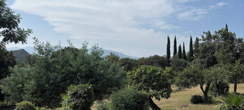 Mimosa农场(Masia Mimosa Completa)图片