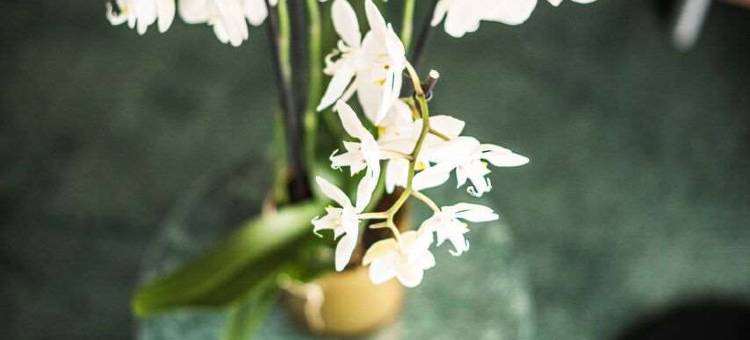 布鲁塞尔NH贝尔雷蒙特EU住宿(NH Brussels EU Berlaymont)图片