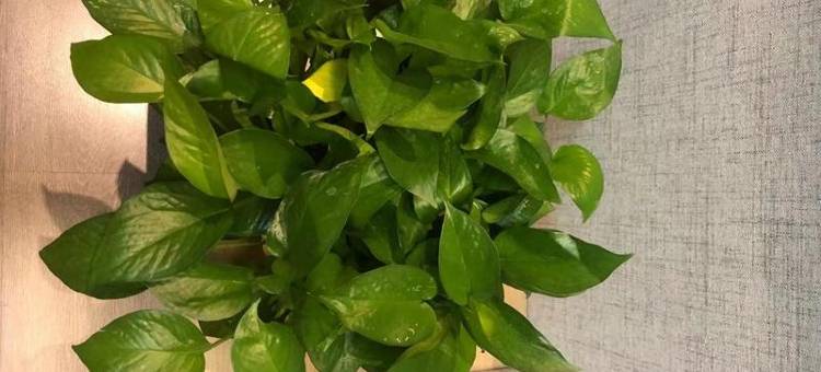 尚客优酒店(景县董仲舒路店)图片