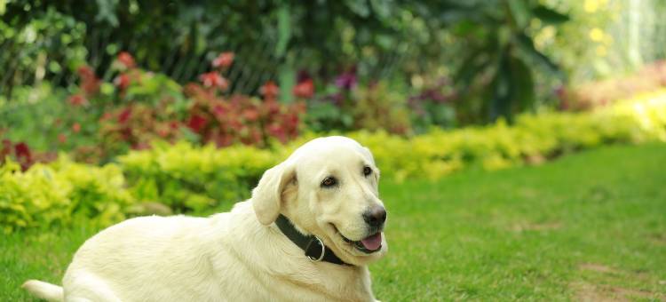 太阳谷民宿(Sunvalley Homestay)图片