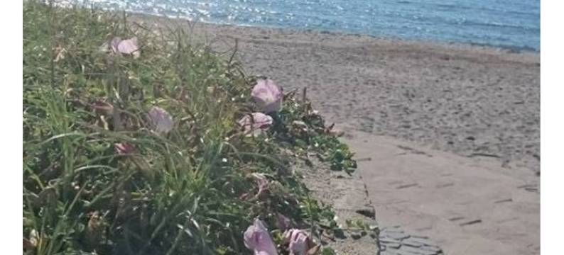 泰罗酒店(Hotel Terao)图片