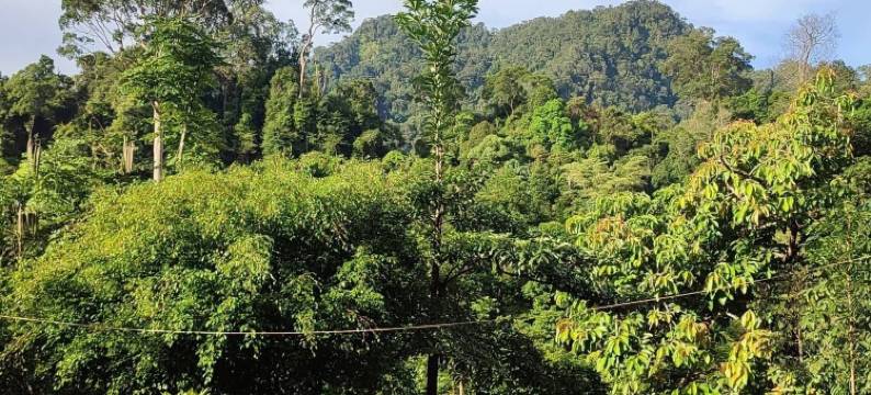 唐卡汉绿色森林酒店(Green Forest Tangkahan)图片