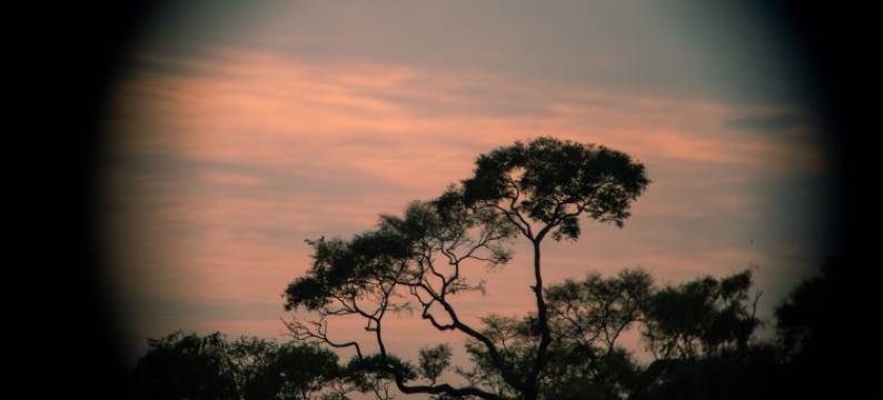 湄公鸟度假村(Mekong Bird Resort & Hotel)图片