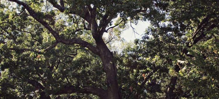 维多利亚家庭旅馆(The Victoria Bed & Breakfast)图片