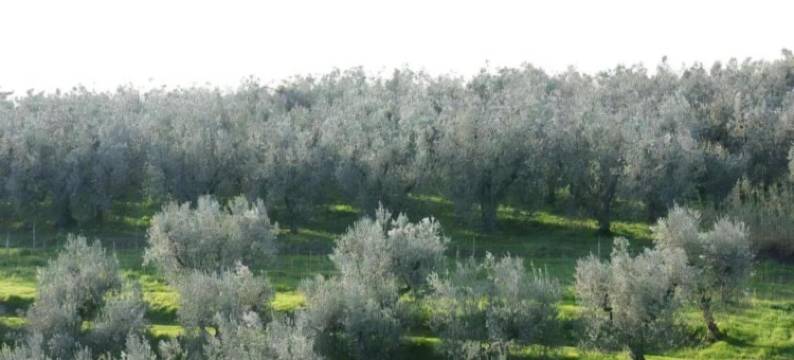 Hillside Escape in Vinci图片