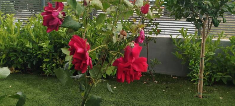 阿罗哈旅馆(Aloha Inn)图片