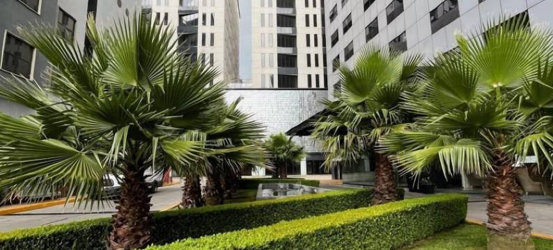 墨西哥城圣达菲假日酒店(Holiday Inn MEXICO SANTA FE by IHG)图片