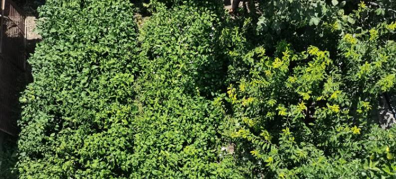 雨山前客栈(中国熊猫大道2号分店)图片