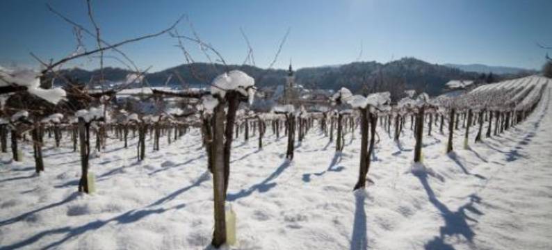 毛特纳可晨沃特宾馆(Gasthof Mauthner Zum Kirchenwirt)图片
