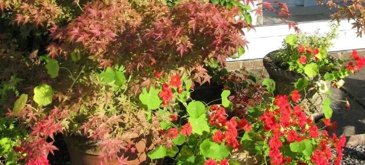 威士忌大厦住宿加早餐旅馆(Whiskey Mansion)图片