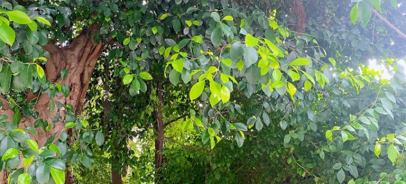 莱寓公寓(凤安路1号分店)图片