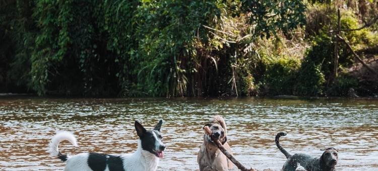 皇家孔雀之家精品酒店(Casa del Pavo Real Boutique Hotel)图片